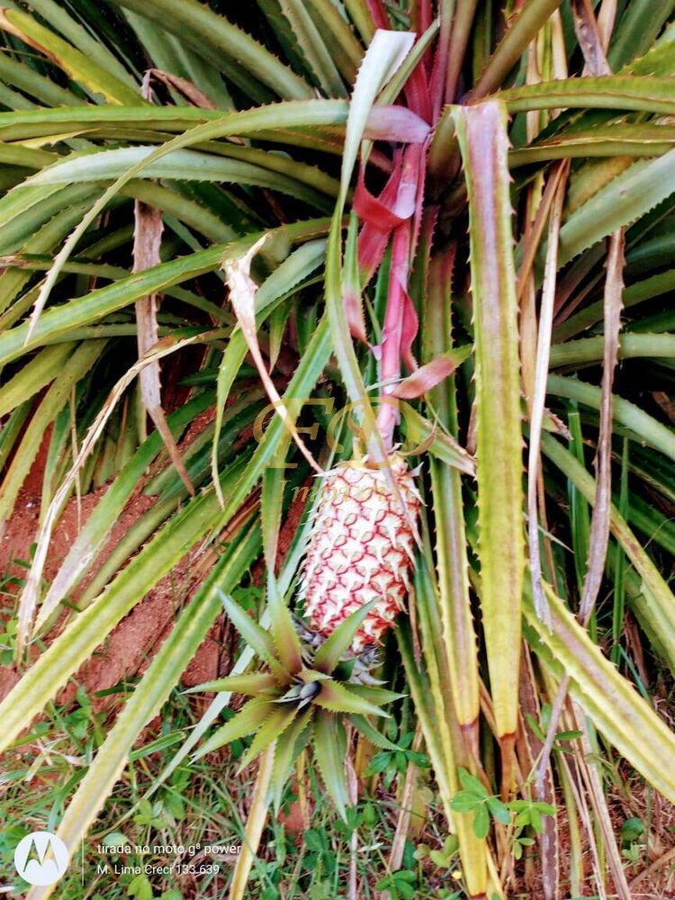 Sítio, 5 quartos, 8 hectares - Foto 7