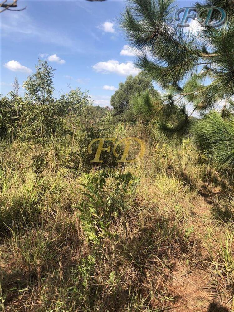 Terreno, 6 hectares - Foto 7
