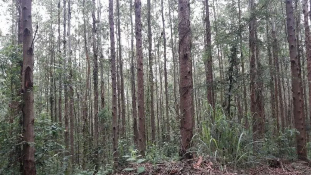Fazenda, 120 m² - Foto 4