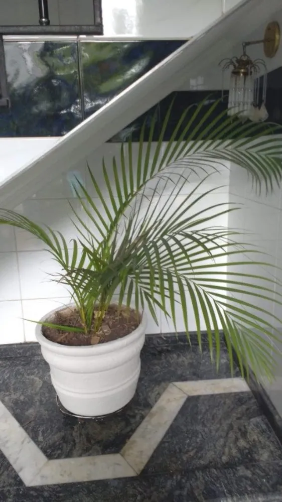 Casa, 4 quartos, 540 m² - Foto 8