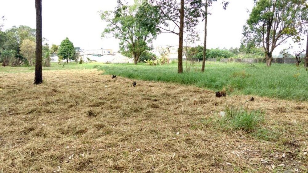 Terreno à venda com 1 quarto, 6000m² - Foto 8