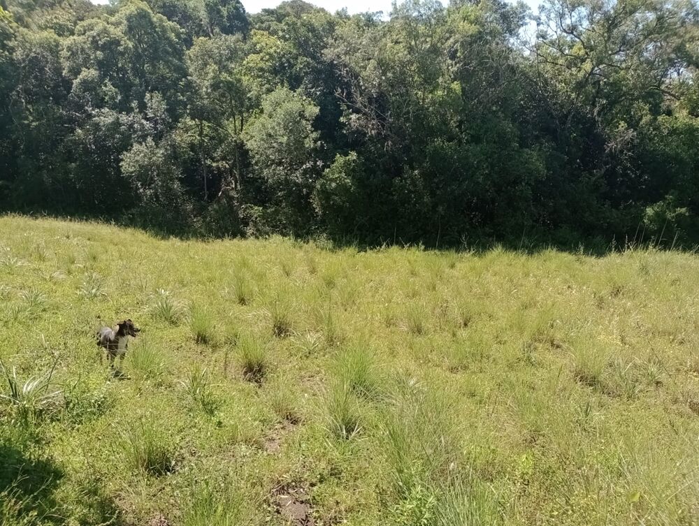 Chácara à venda com 2 quartos, 13m² - Foto 2