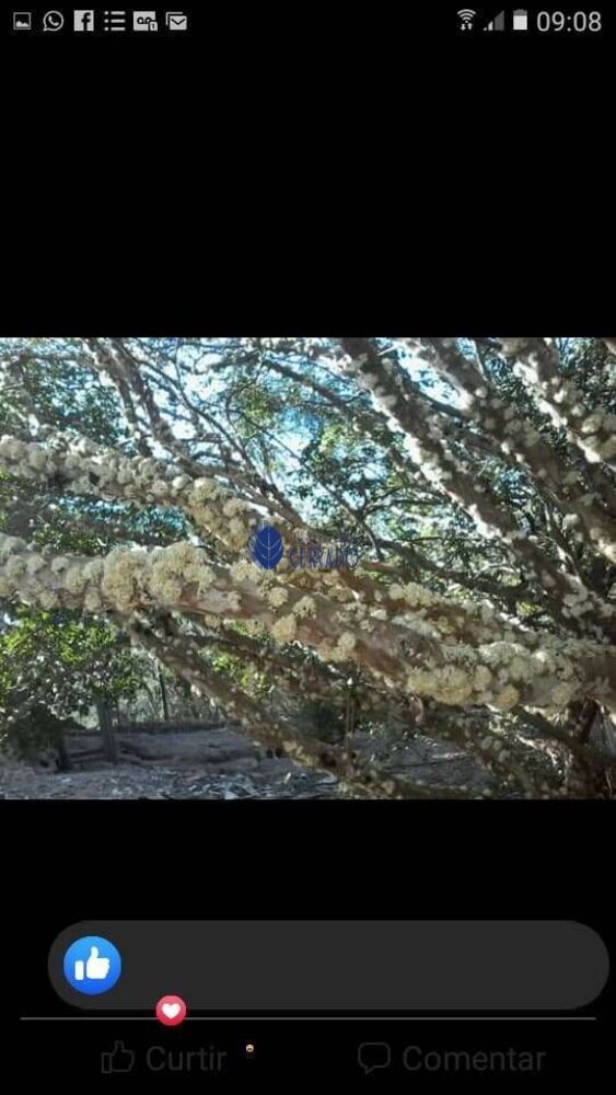 Sítio, 3 quartos, 34 hectares - Foto 6