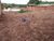 Terreno, 300 m² - Foto 5