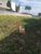 Terreno, 745 m² - Foto 3