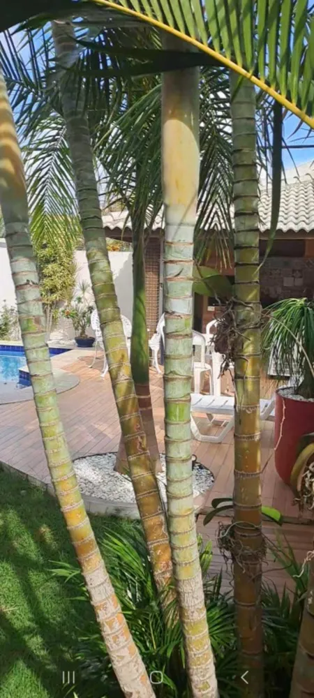 Casa, 4 quartos - Foto 4