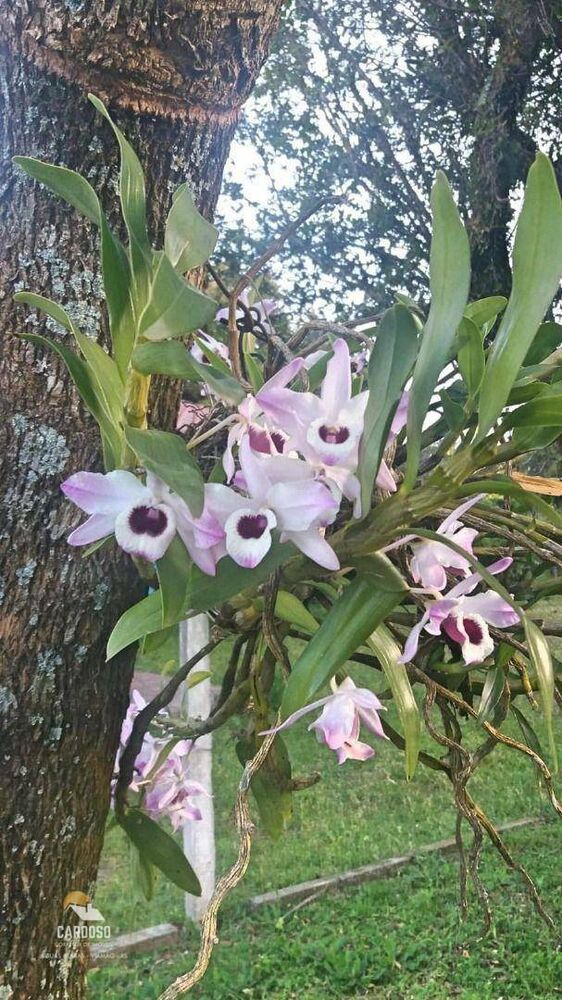 Sítio, 2 quartos, 1818 m² - Foto 5