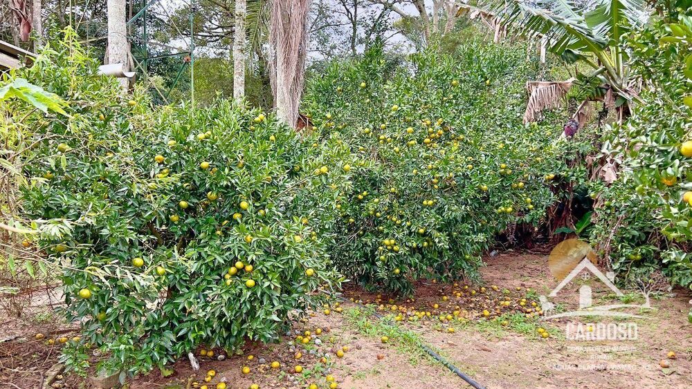 Sítio, 3 quartos, 3000 m² - Foto 6