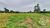 Sítio, 3 quartos, 2 hectares - Foto 4