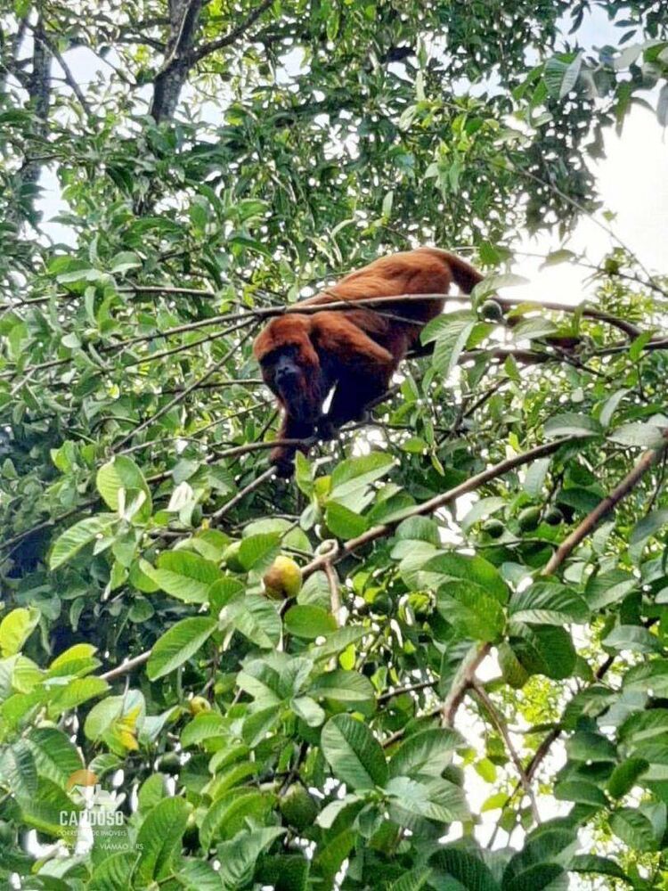 Sítio, 2 quartos, 557 m² - Foto 20