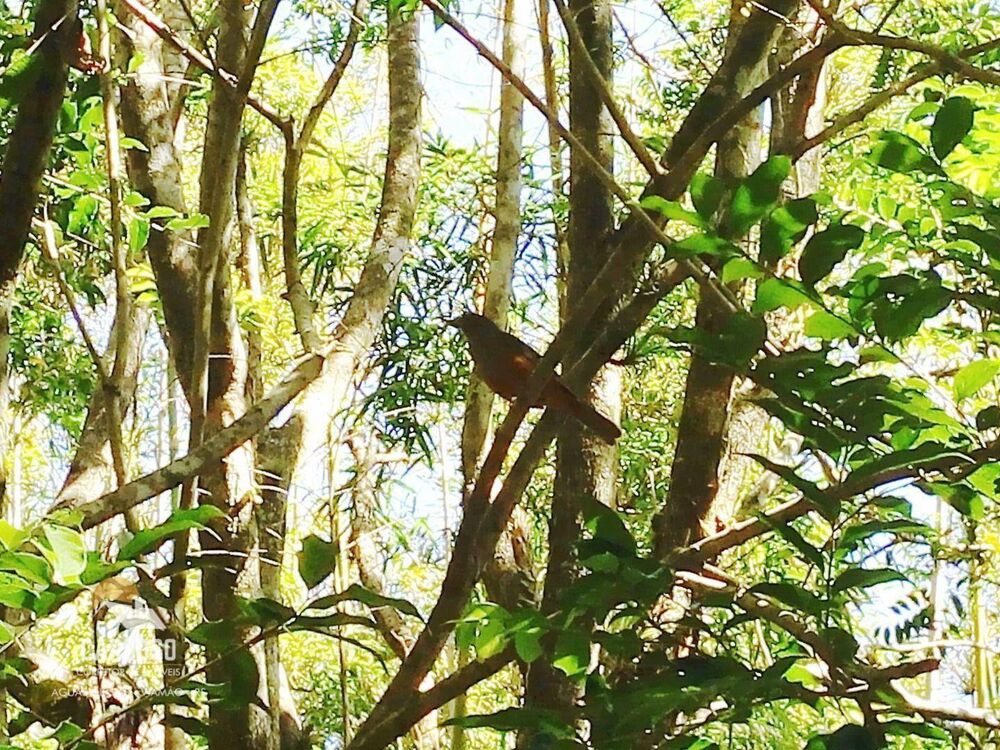 Sítio, 2 quartos, 557 m² - Foto 19