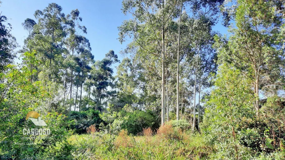 Sítio, 10 hectares - Foto 9