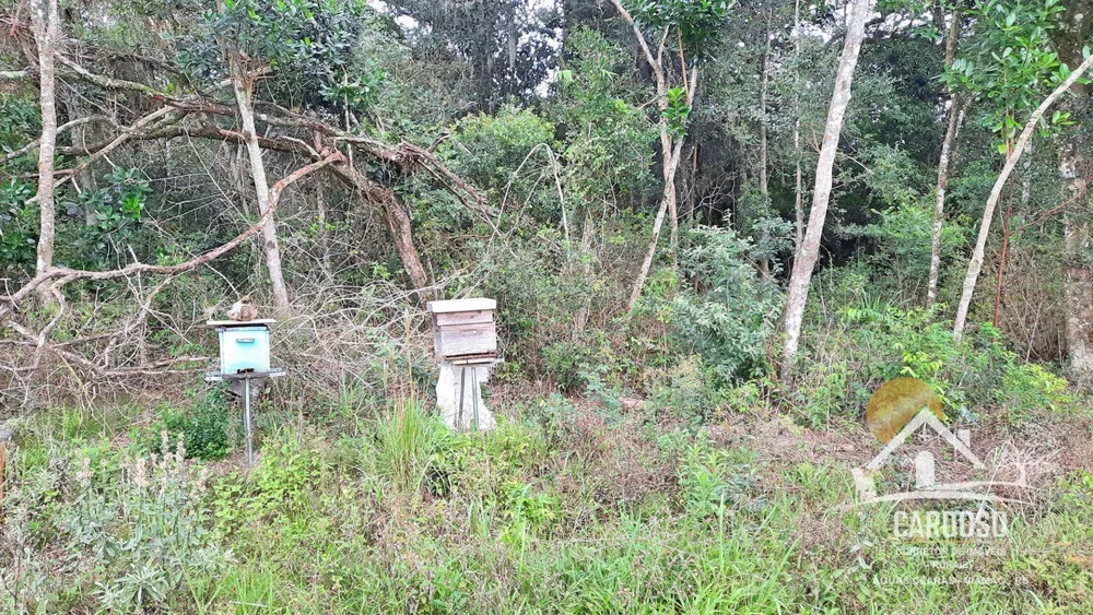 Sítio, 27 hectares - Foto 16