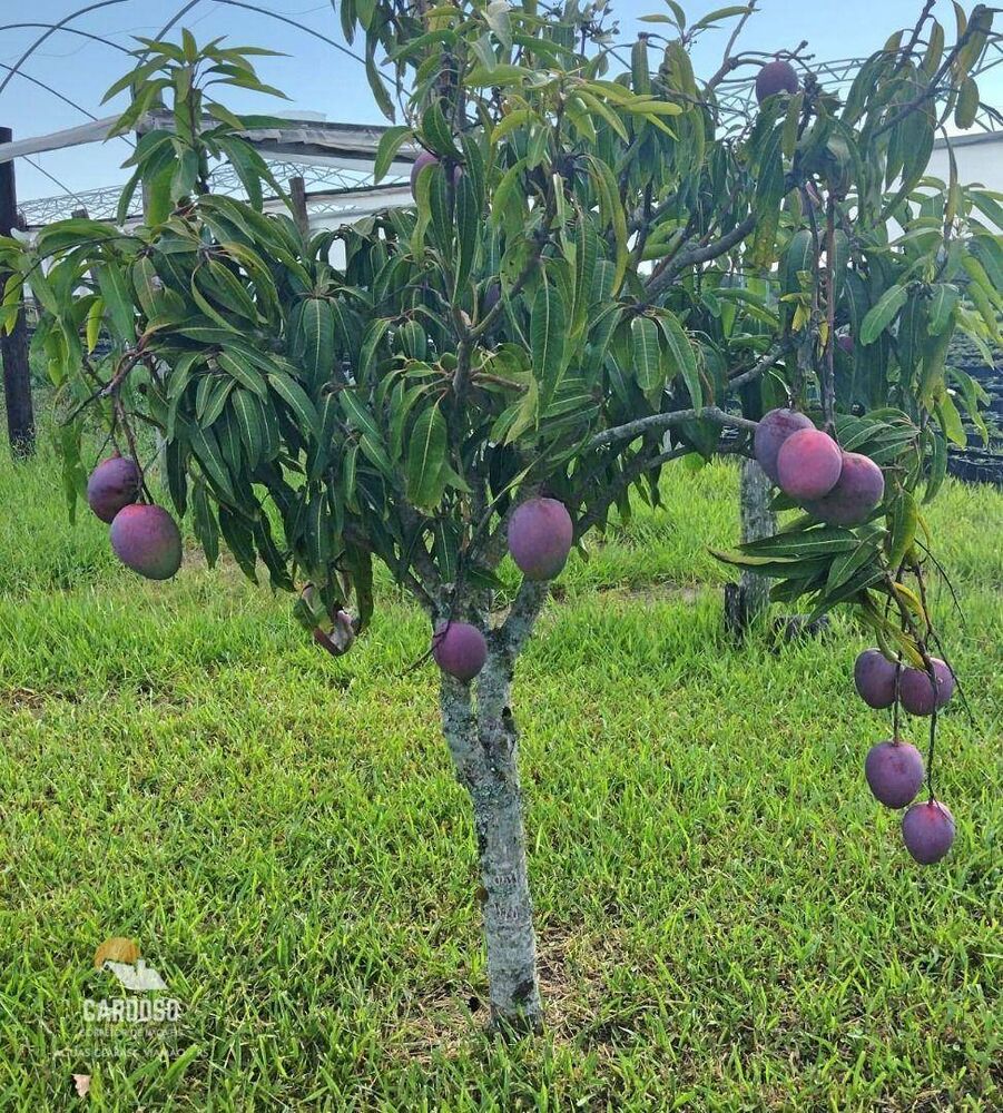 Sítio, 4 hectares - Foto 11