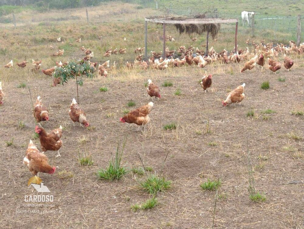 Sítio, 4 hectares - Foto 9