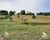 Sítio, 3 quartos, 2 hectares - Foto 3