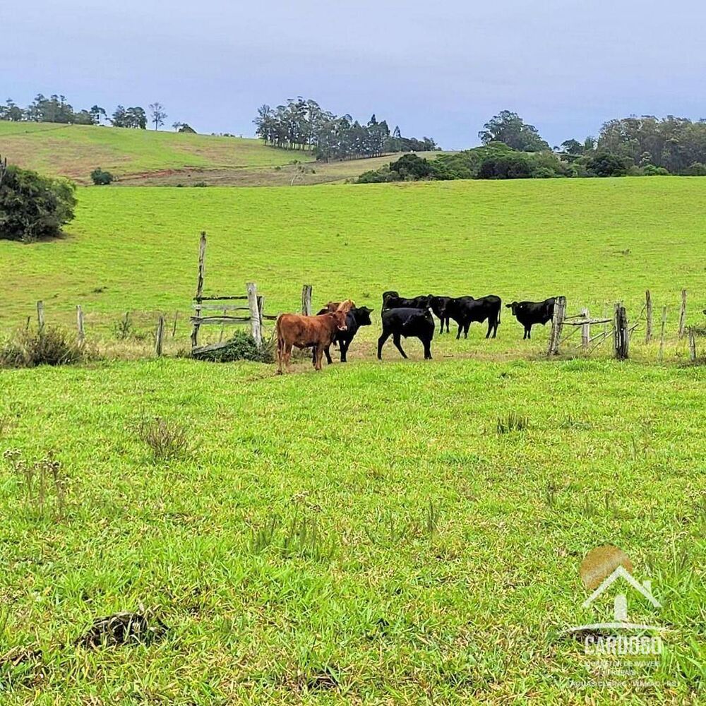Sítio, 45 hectares - Foto 4