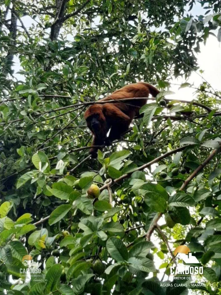 Sítio, 6 hectares - Foto 17