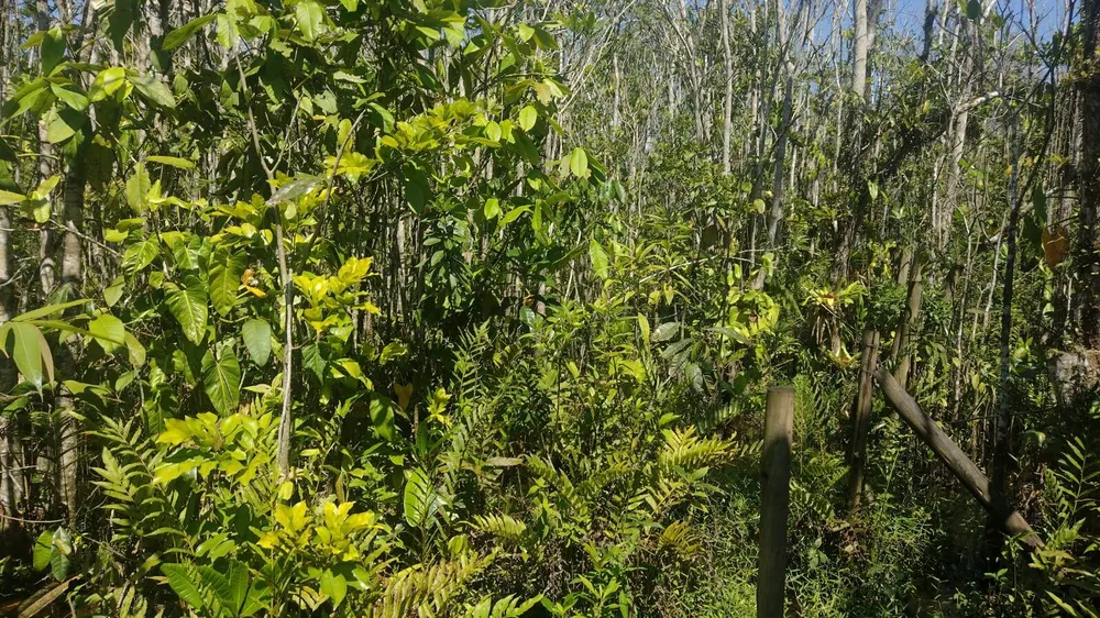 Terreno, 360 m² - Foto 5