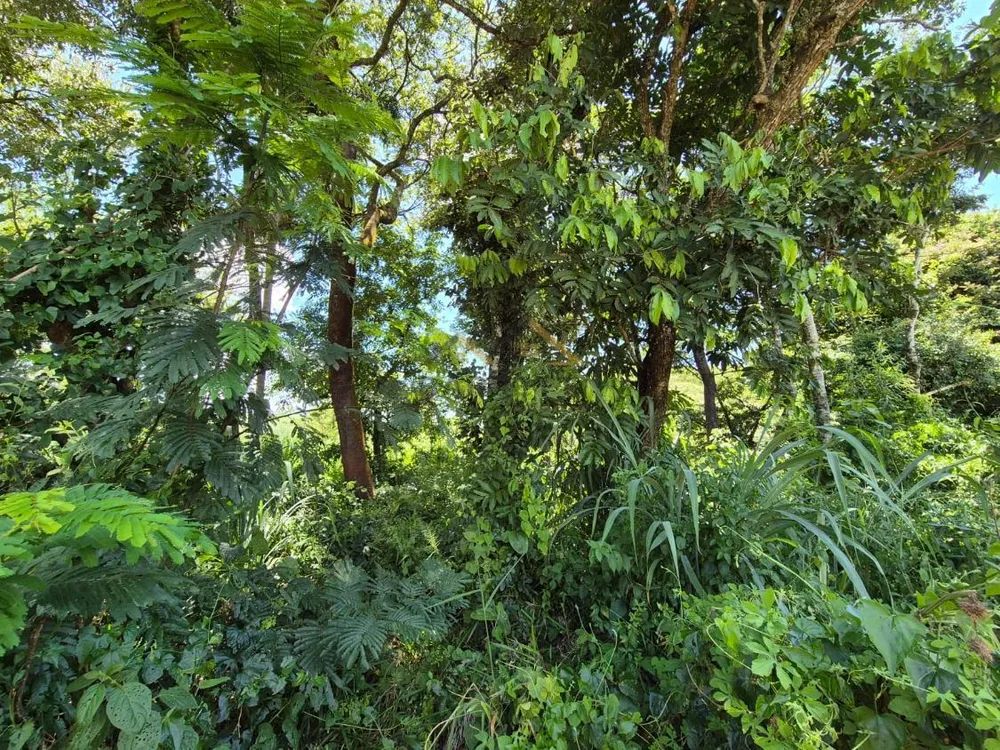 Sítio, 18 hectares - Foto 4