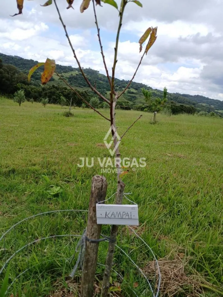 Sítio, 2 quartos, 400 m² - Foto 6
