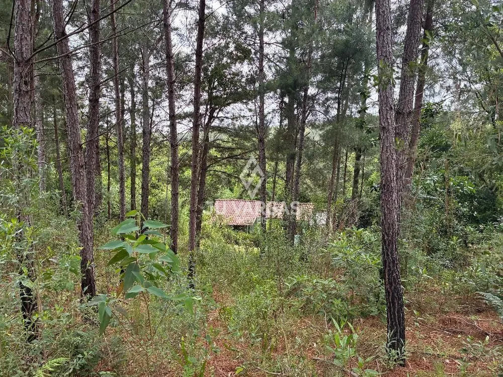 Sítio, 1 quarto, 50 m² - Foto 12