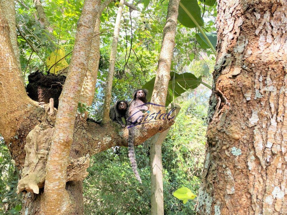 Chácara, 5 quartos, 445 m² - Foto 3