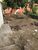 Terreno, 272 m² - Foto 2