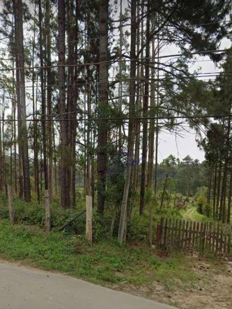 Terreno, 5 hectares - Foto 4