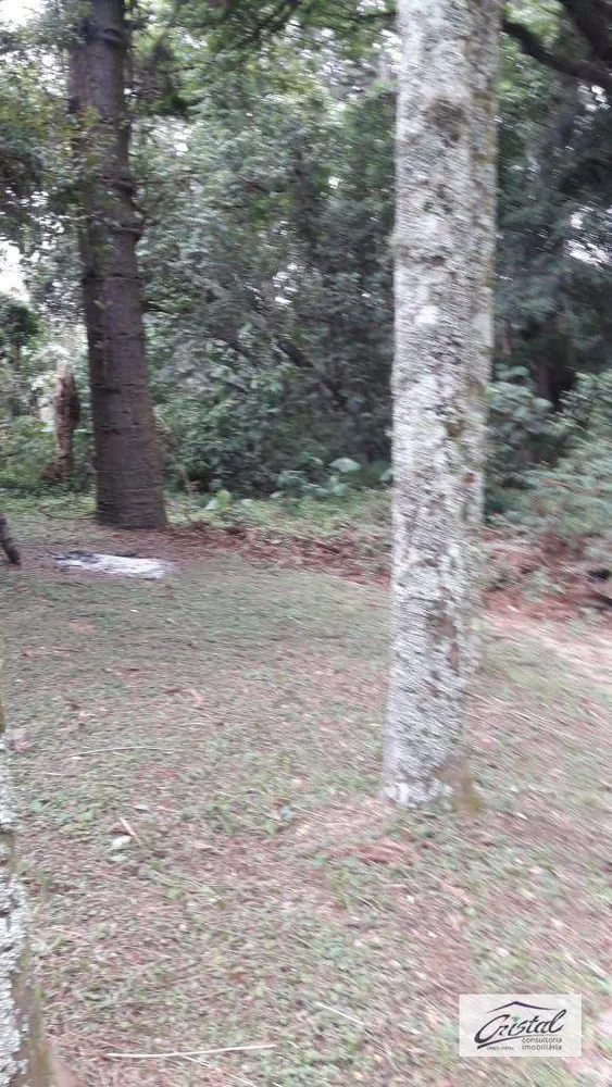 Terreno, 4 hectares - Foto 6