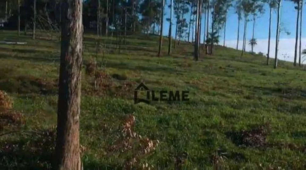 Fazenda, 126 hectares - Foto 7