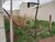 Terreno, 250 m² - Foto 1