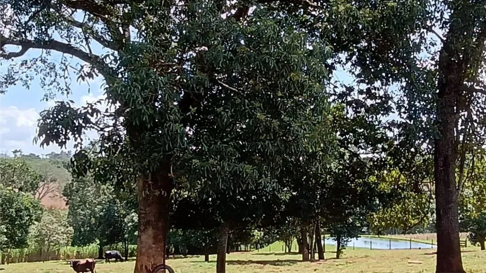 Sítio, 5 quartos, 4 hectares - Foto 18