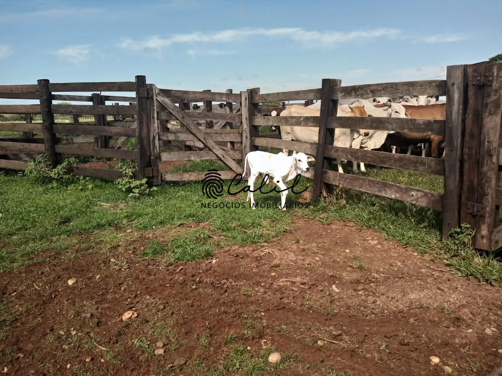 Fazenda, 312 hectares - Foto 2