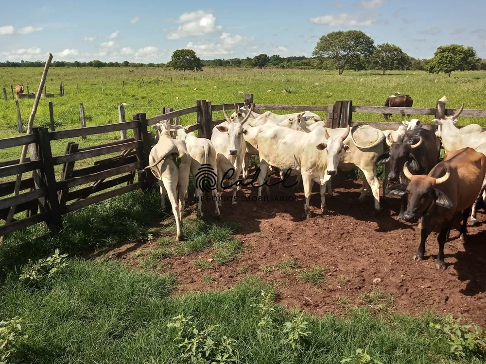 Fazenda, 312 hectares - Foto 12