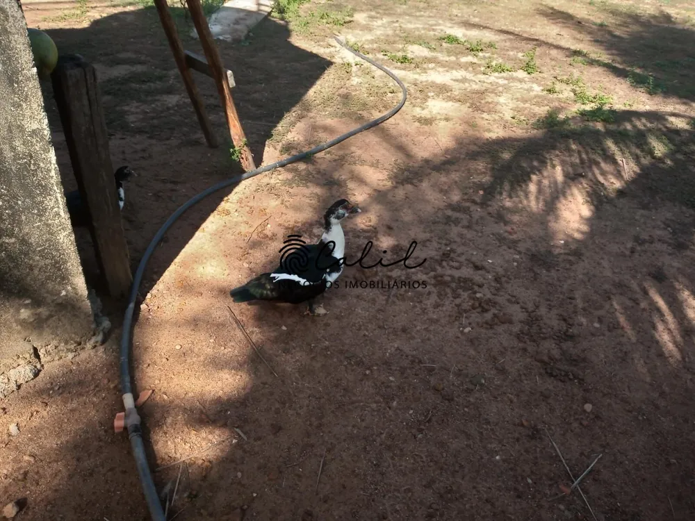 Fazenda, 312 hectares - Foto 11