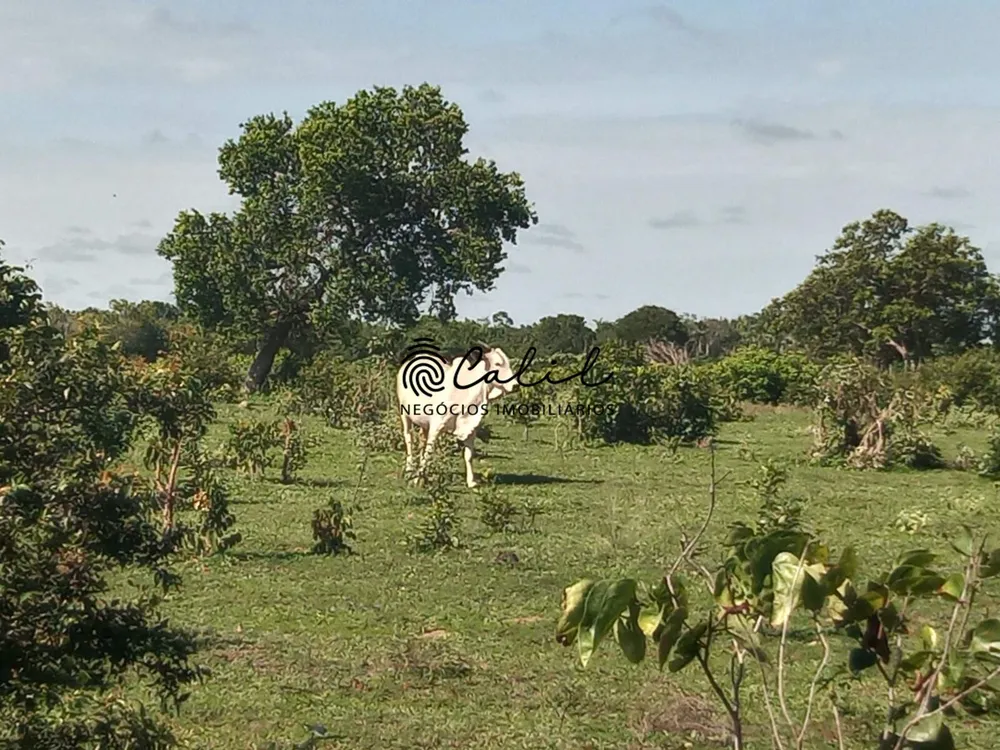 Fazenda, 312 hectares - Foto 10