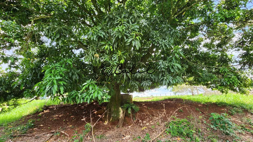 Fazenda, 76 hectares - Foto 8
