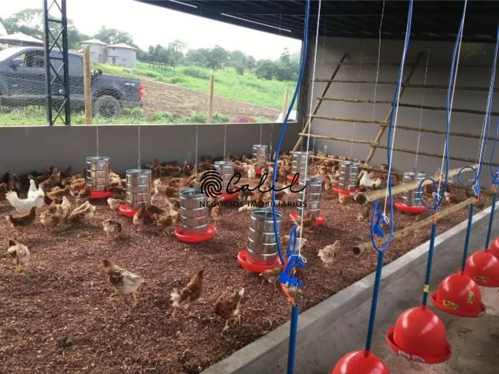 Sítio, 14 quartos, 7 hectares - Foto 14