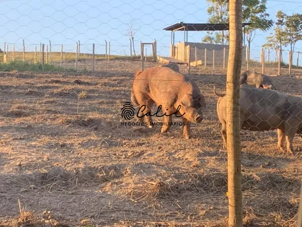 Sítio, 14 quartos, 7 hectares - Foto 24