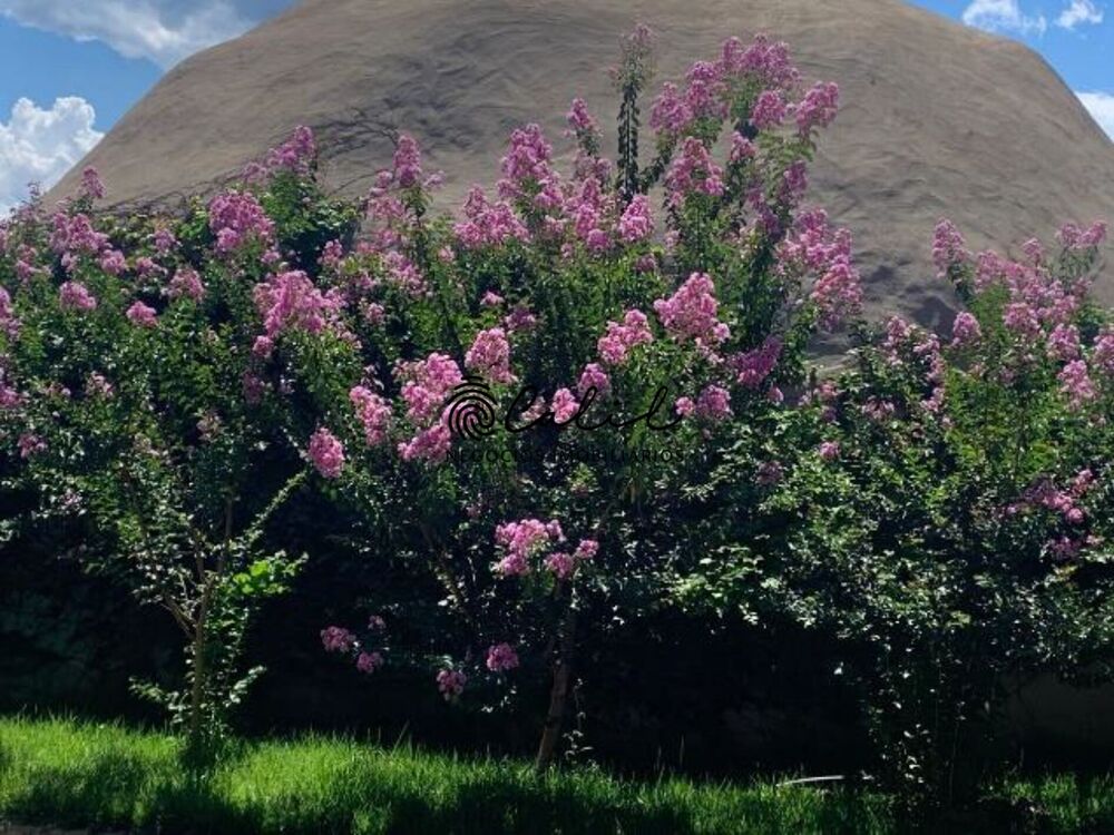 Sítio, 14 quartos, 7 hectares - Foto 18