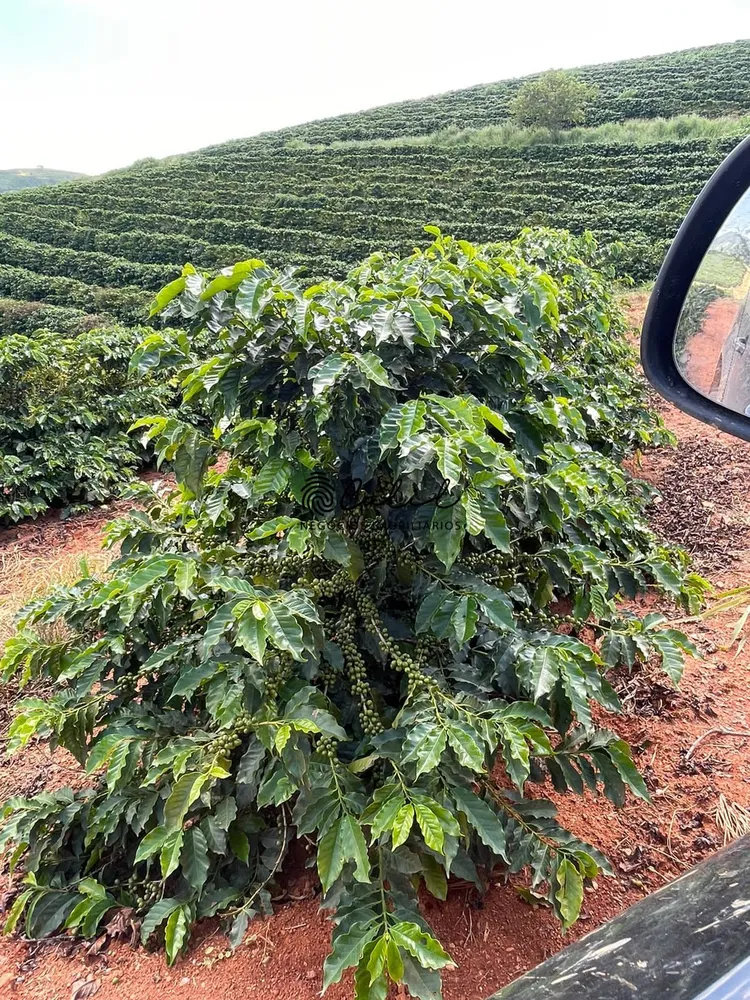 Fazenda, 595 hectares - Foto 2