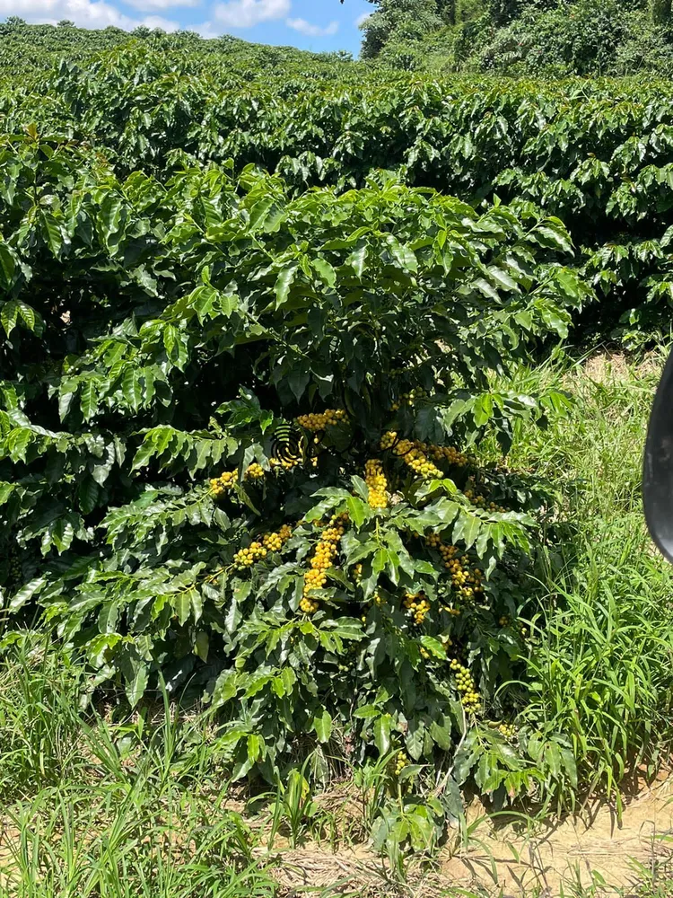 Fazenda, 595 hectares - Foto 4