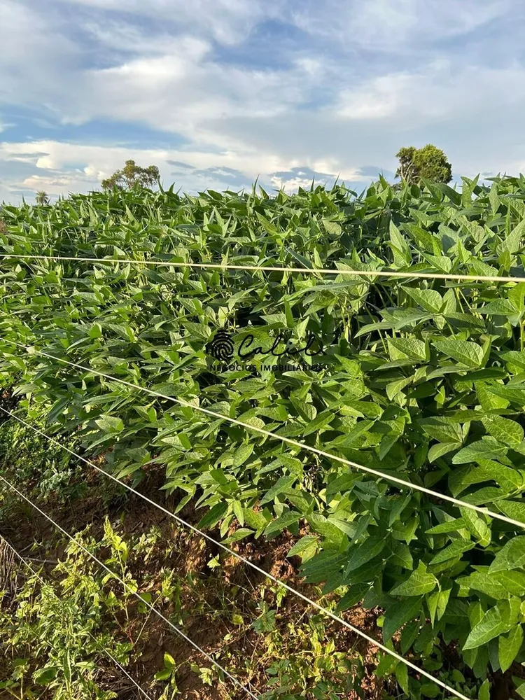 Fazenda, 270 hectares - Foto 17