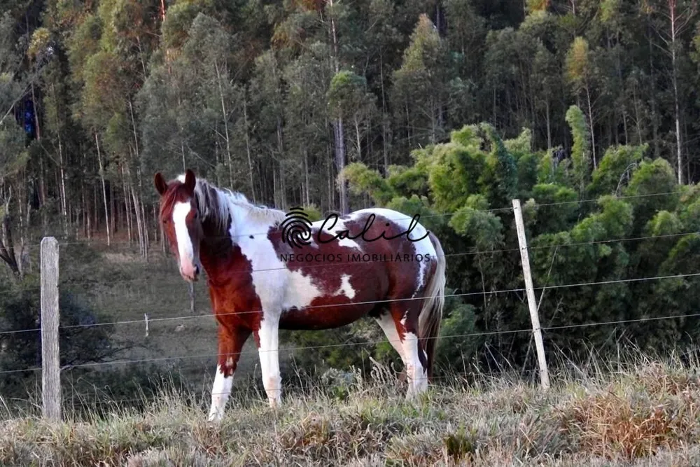 Fazenda, 58 hectares - Foto 9