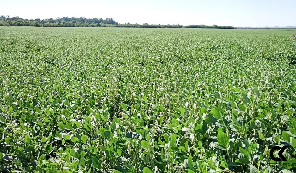 Fazenda, 150 hectares - Foto 1