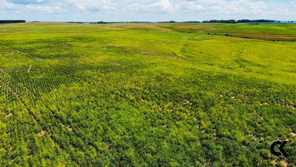 Fazenda, 430 hectares - Foto 2