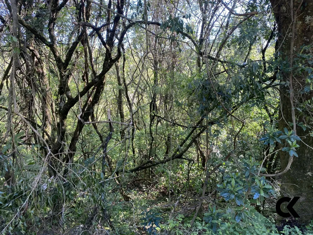 Terreno, 3 hectares - Foto 1