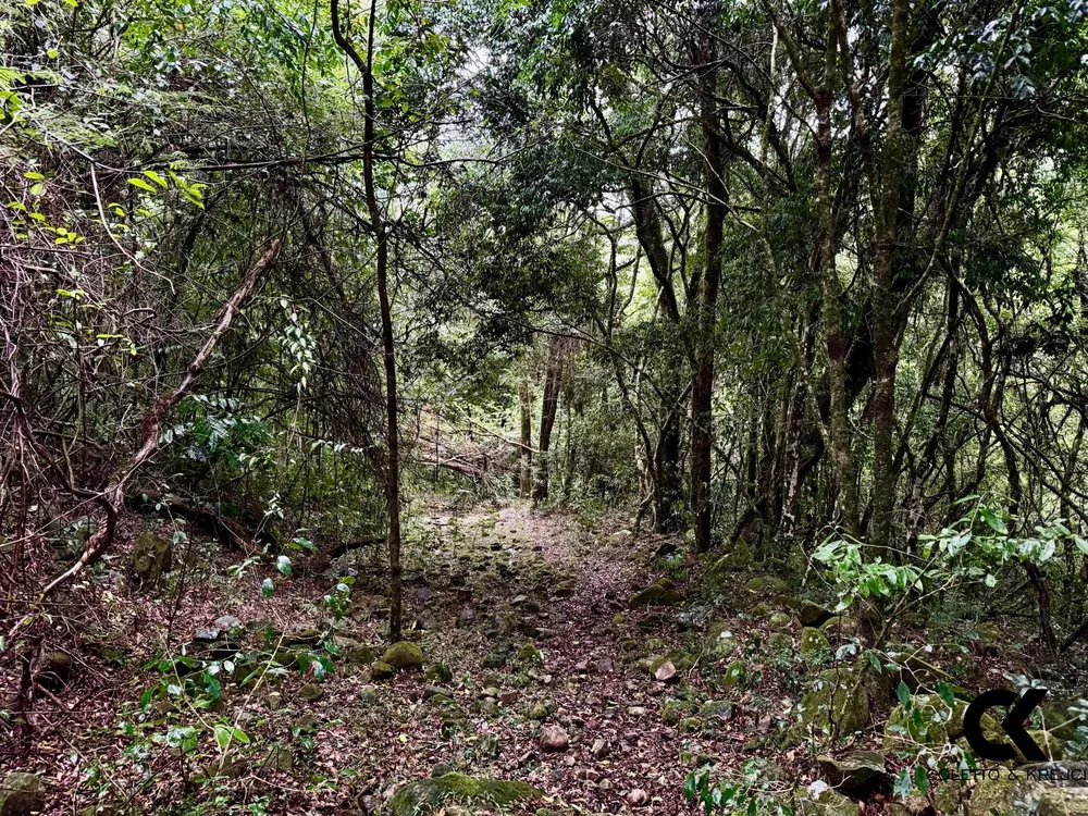Fazenda, 40 hectares - Foto 7