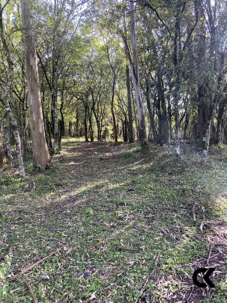 Sítio, 4 hectares - Foto 8